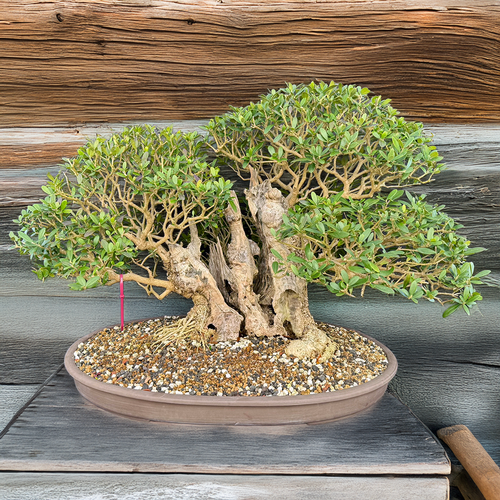 Ancient European Olive Bonsai – Carved Driftwood Trunk, Grove Canopy (Local Pickup Only)