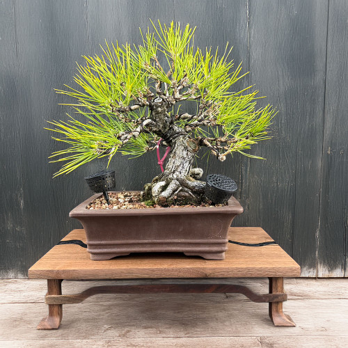 Japanese Black Pine - Strong Trunk, Compact Silhouette (35+ Years)