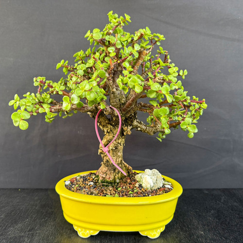 Frank Yee Cork Bark Jade Bonsai – Mature Trunk in Yellow Yixing Ceramic Pot