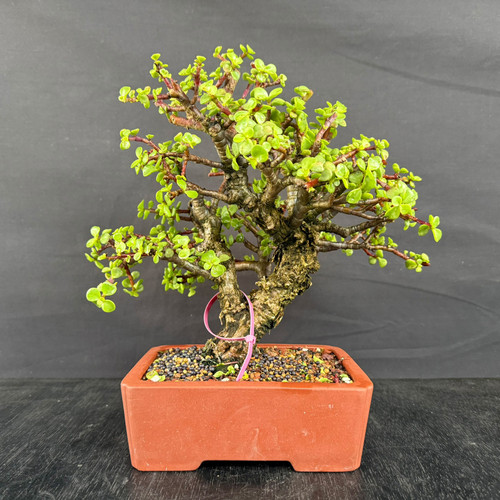 Frank Yee Cork Bark Jade Bonsai – Compact Canopy, Heavy Texture & Aged Trunk