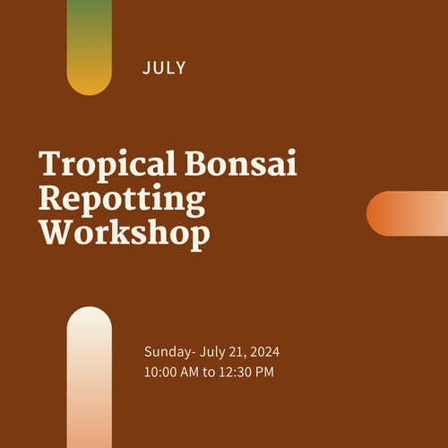 Tropical Bonsai Repotting Basics Workshop (Sunday, July 21, 2024)