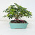 All-Inclusive Tropical Bonsai Basics Workshop (Sunday April 7, 2024)