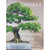 Bonsai with Japanese Maples Book