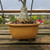 Yellow Glazed Japanese Bonsai Pot