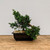 Kishu Shimapku Juniper Workshop with John Romano (The King of Shohin) Sunday, July 25, 2021)