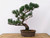 Imported Japanese "Five Needle" White Pine (#6850)
