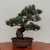 Imported Japanese "Five Needle" White Pine (#7765)