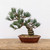 Imported Japanese "Five Needle" White Pine #7759