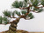 Imported Japanese "Five Needle" White Pine #7759