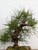 Cork Bark 'Nishiki' Japanese Black Pine #7802