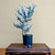 Pre-Bonsai Blue Atlas Cedar # 7526