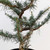 Pre-Bonsai Blue Atlas Cedar # 7526