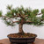 Dwarf Austrian Black Pine "Hornibrookiana" in a Mica Pot (5268)