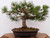 Dwarf Austrian Black Pine "Hornibrookiana" in a Mica Pot (5268)