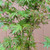 Japanese Maple Workshop with Andrew Robson (Saturday, May 7, 2022)