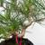Japanese Black Pine Pot Grown Seedling Cutting  No. 10502