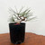 Pot Grown Shohin Japanese Black Pine Pot  No. 10939