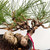 Pot Grown Shohin Japanese Black Pine  No. 10561