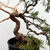 Styled Itoigawa Shimpaku Juniper in a Grow Pot #10360