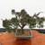 10 Year Old Pot Grown Juniper Shimpaku 'Itoigawa' No. 4958