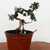 Twisted, Styled, and Future Shohin 'kishu' Shimpaku Juniper No. 10971