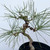 Seed Grown Shohin Japanese Black Pine 'Mikawa' No. 10898