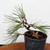 Seed Grown Shohin Japanese Black Pine 'Mikawa' No. 10230