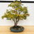 Clump Style Japanese Maple (All-Inclusive) Workshop with Lou Carreiro (Saturday, February 21, 2026)
