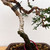 Twisted and Styled Shimpaku 'kishu' in a Yixing Ceramic Pot (No. 10417)