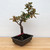 Pre-bonsai Silverberry 'elaeagnus' in a Traditional Plastic Grow Pot (No. 12732)