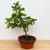 Well On Its Way Japanese Zelcova Pre-Bonsai in Tokoname Grow Pot (12582)