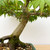 Large Non-Grafted Green Leaf Japanese Maple In a Glazed Yixing Ceramic Pot #1686