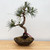 Japanese Black Pine 'Mikawa' In an Ceramic Pot No. 10951