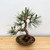 Japanese Black Pine 'Mikawa' In an Ceramic Pot No. 10951