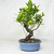 Imported S-Curve Tiger Bark Ficus with Air Roots, in a Japanese Ceramic pot Pot. No. 11016