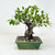 Imported Broom Style Tiger Bark Ficus with Air Roots, in a Yixing Ceramic pot Pot. No. 13208