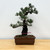 Imported Japanese White Pine "Five Needle" In Ceramic Pot (No. 12671)