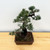 Imported Japanese White Pine "Five Needle" In Ceramic Pot (No. 12671)