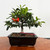 Shohin Pyracantha (Firethorn) with Beautiful Berries in a Glazed Ceramic Pot (No. 18951)