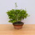 Clump Style Privet 'Kabudachi' in a 8"Grow Pot (No. 17705)