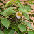 Stewartia in a 15" Grow Pot (IN-STORE PICKUP ONLY) - No. 17703