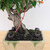 Twisted 'nejikan' Pomegranate Bonsai (No. 15561)