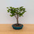 Mature Ginkgo Bonsai in a Glazed Yixing Pot (No. 25)