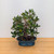 Green Island Ficus in a Glazed Ceramic Pot (No. 11860)