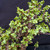 Mature Frank Yee Cork Bark Jade Pre-Bonsai - No. 22576