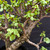 Mature Frank Yee Cork Bark Jade Pre-Bonsai - No. 22576