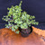 Frank Yee Cork Bark Jade 'Portulacaria Afra' Pre-Bonsai - No. 22587