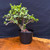 Frank Yee Cork Bark Jade 'Portulacaria Afra' Pre-Bonsai - No. 22587