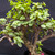 Frank Yee Cork Bark Jade 'Portulacaria Afra' Pre-Bonsai - No. 22587