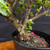 Frank Yee Cork Bark Jade 'Portulacaria Afra' Pre-Bonsai - No. 22587